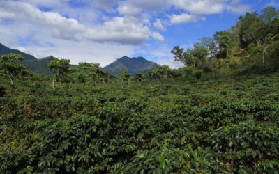 LOS CAFÉS DE GUATEMALA