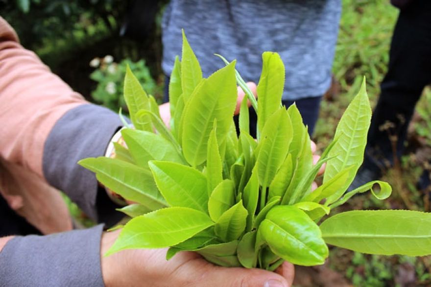 VIAJE A CHINA: EL TÉ PU-ERH DE LA MONTAÑA NANNUO