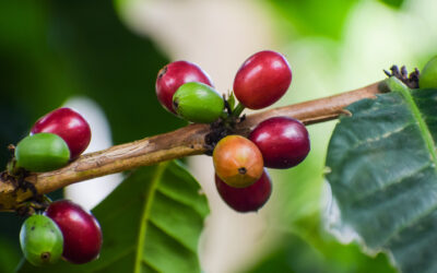 EL DULCE E INTENSO CAFÉ BRASILEÑO