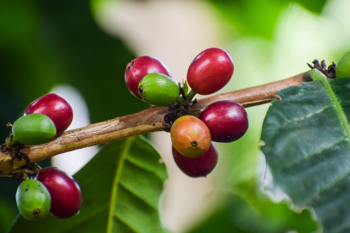 EL DULCE E INTENSO CAFÉ BRASILEÑO