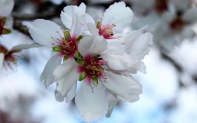 EL BUQUÉ DE LOS TÉS FLORALES