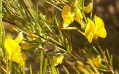 ROOIBOS, EL PLACER DE UNA BUENA TAZA A CUALQUIER HORA