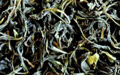 EL TÉ OOLONG PODRÍA PREVENIR EL ESTRÉS