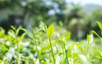 LLEGAN LOS TÉS DARJEELING DE PRIMERA COSECHA