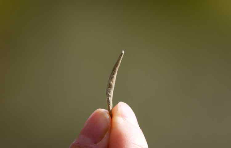 HOJA_DE_TÉ_BLANCO_SILVER_NEEDLE