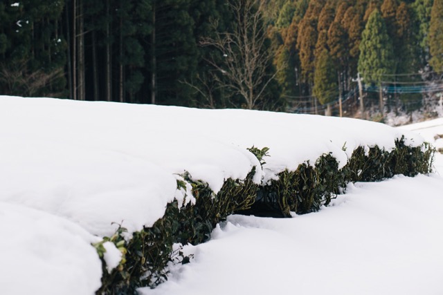 TÉ VERDE YAME SENCHA PREMIUM BIO, 50 gr. - Imagen 5
