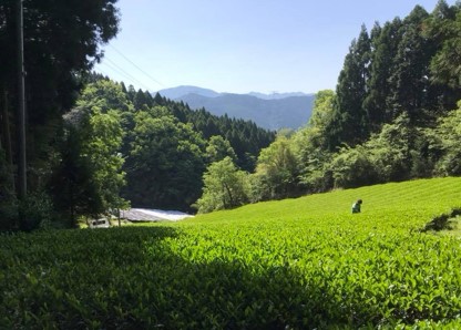 TÉ VERDE YAME SENCHA PREMIUM BIO, 50 gr. - Imagen 4