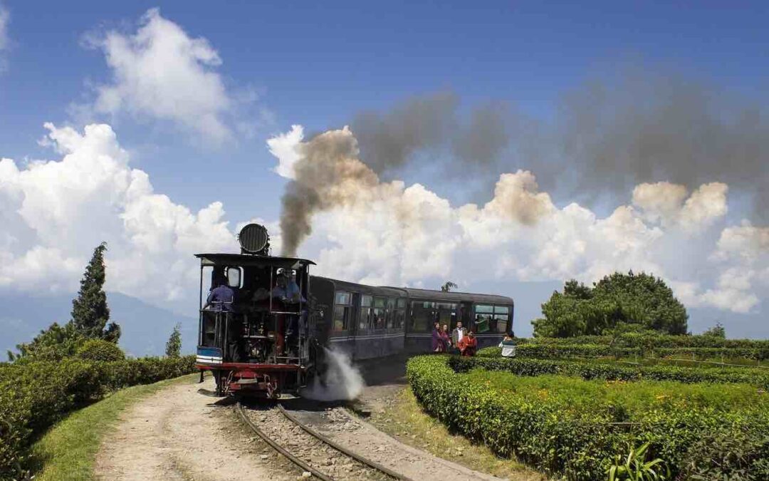 !POR FIN NUESTRO TÉ DARJEELING DE COSECHA FRESCA 2022¡