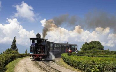 !POR FIN NUESTRO TÉ DARJEELING DE COSECHA FRESCA 2022¡